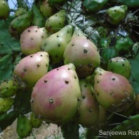 Opuntia monacantha Haw.